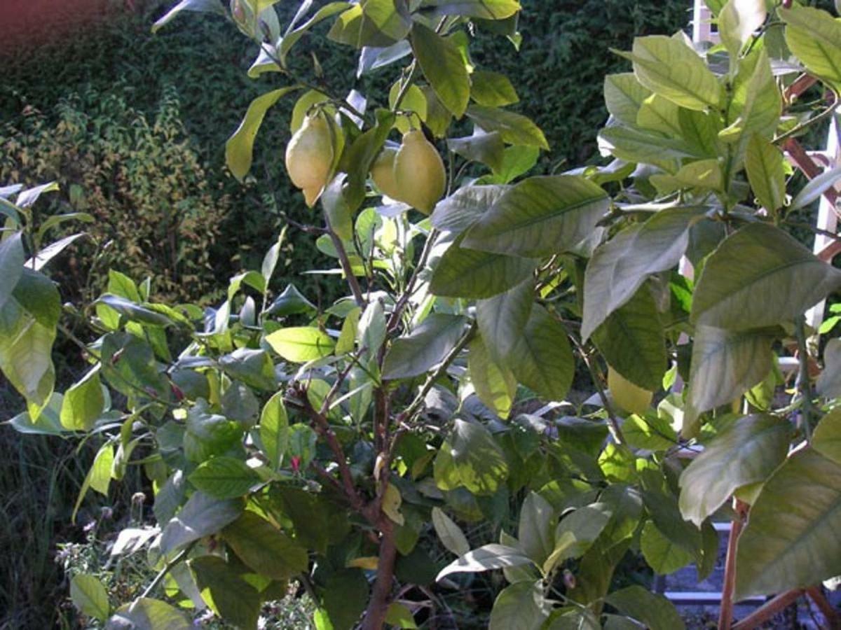 זאוורלאך My Sweet Home מראה חיצוני תמונה